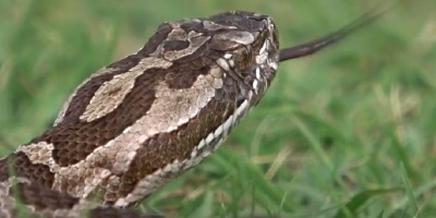 Seattle snake